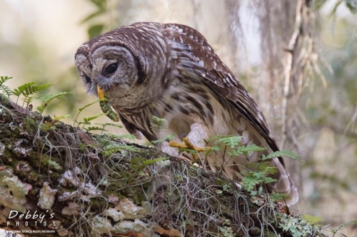 FL3628b Barred Owl with Caterpillar