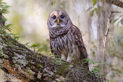FL3629 Barred Owl