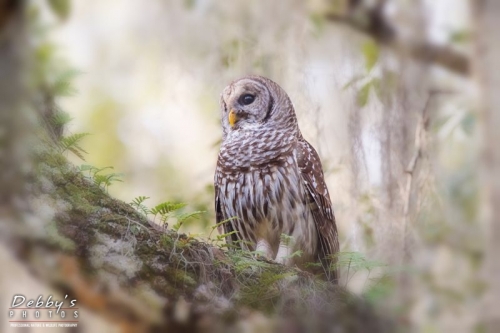 FL3630 Barred Owl