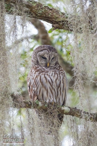 FL3663 Barred Owl