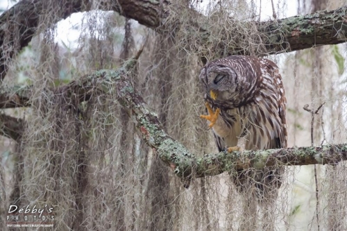 FL3665 Barred Owl Scratching