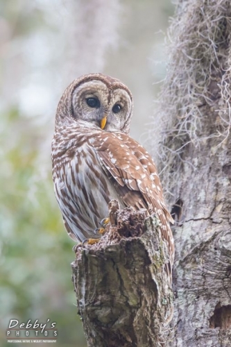 FL3666 Barred Owl in over the shoulder pose
