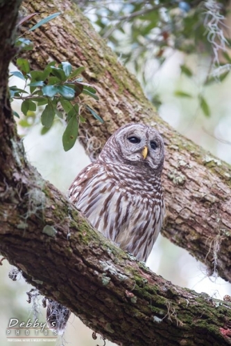 FL3668 Barred Owl