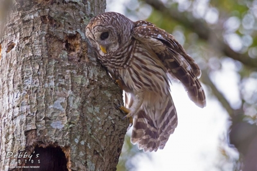 FL3805 Barred Owl Checking Nest Hole