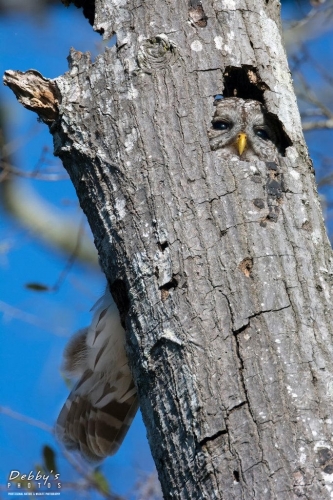 FL3855 Barred Owl in tree, peeking out of nest hole