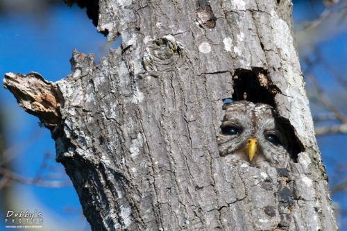 FL3855b Barred Owl in tree, peeking out of nest hole