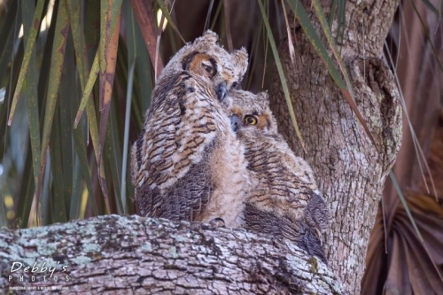 FL4143 Great Horned Owlets Cuddling