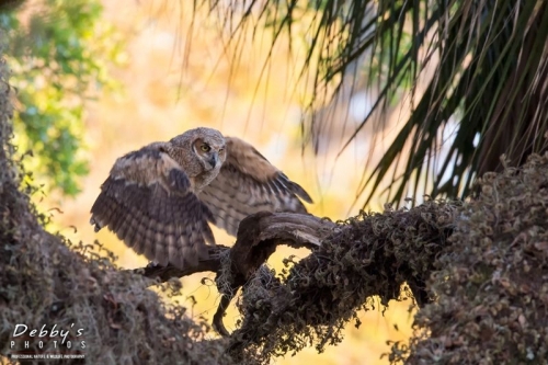 FL4146 Great Horned Owlet Fledging