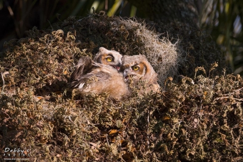 FL4147 Great Horned Owlets cuddled up