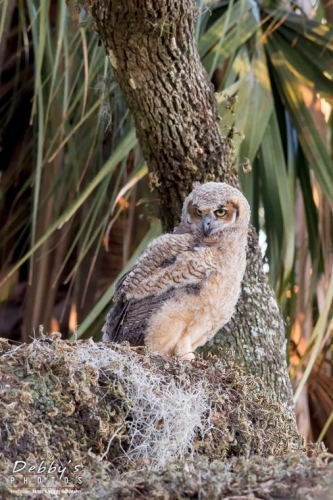 FL4159 Great Horned Owlet Watching