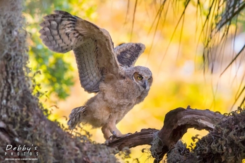 FL4163 Great Horned Owlet Branching