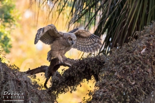 FL4165 Great Horned Owlet Exercising Wings