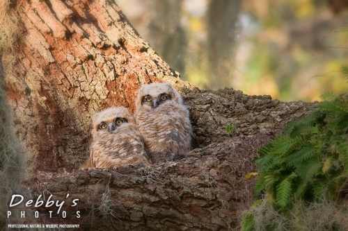 FL4475 20120212 Great Horned Owl Chicks