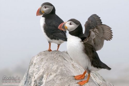 1096 Atlantic Common Puffins