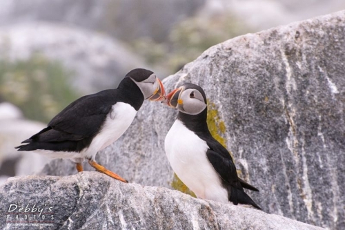 1356 Puffins Beak to Beak