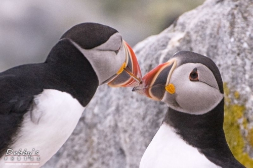 1356b Puffins Beak to Beak