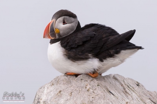 1358 Perched Puffin on a Rock