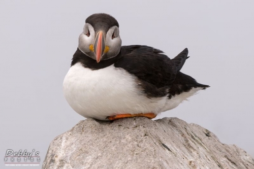1360 Perched Puffin on a Rock