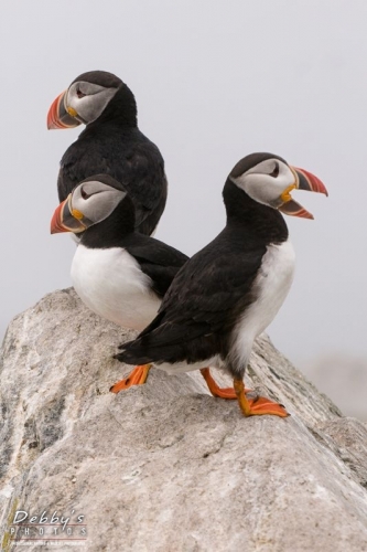 1361 Puffins on a Rock