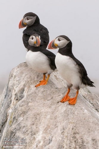 1362 Puffins on a Rock