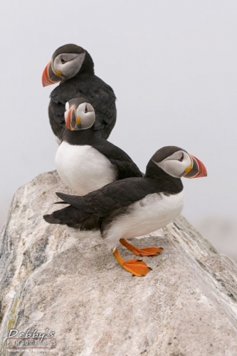 1363 Puffins on a Rock
