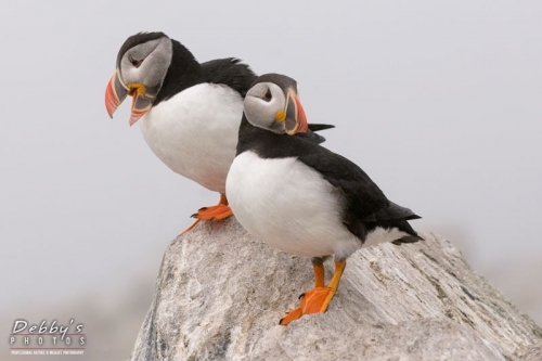 1364 Pair of Puffins