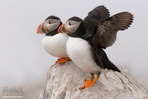 1365 Pair of Puffins