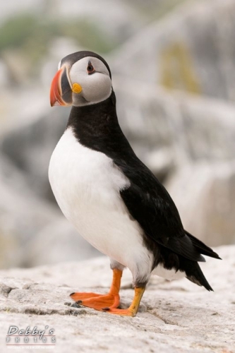 1366 Puffin Standing Tall