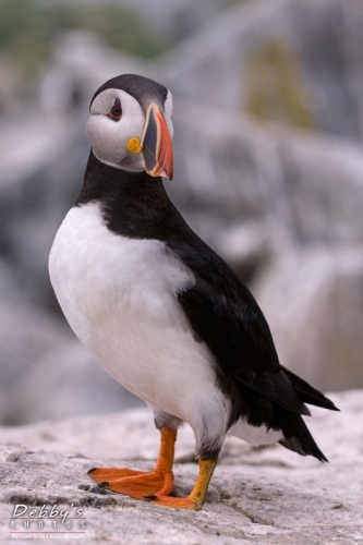 1367 Common Puffin