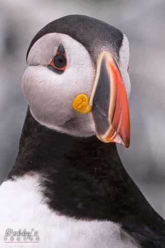 1367b Puffin Profile