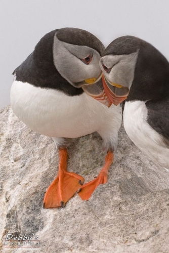 1368c Common Puffins