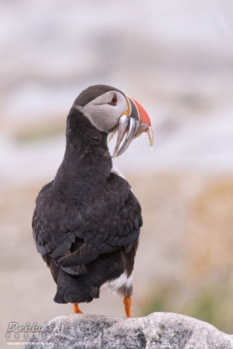 1369 Puffin with a Mouthful of Fish