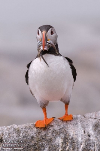 1370 Puffin with a Mouthful of Fish
