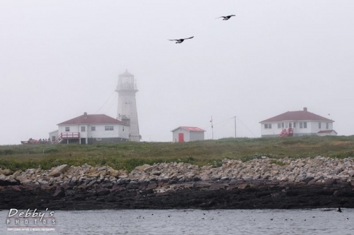 1373 Machias Seal Island Lighthouse and Puffins