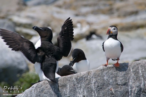 1776 Puffin Watching Razorbill Showing Off