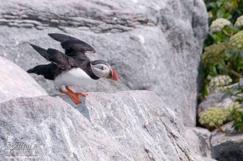 1794b Puffin Takeoff