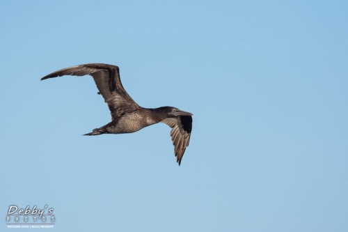 FL3257 Immature Northern Gannet