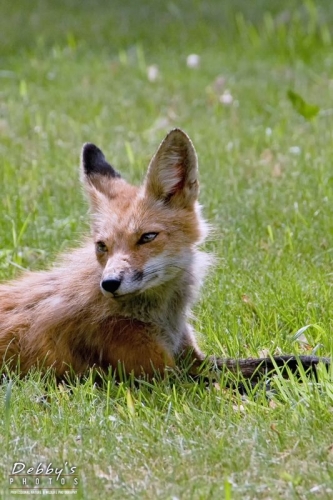 2269 Red Fox