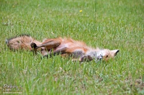 2271 Red Fox Rolling in the Grass