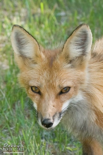 2306 Red Fox Face