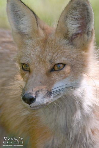 2307 Red Fox Profile