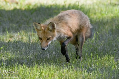 2308 Red Fox on the Prowl