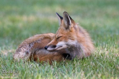 2351 Red Fox Curled Up and Sleeping
