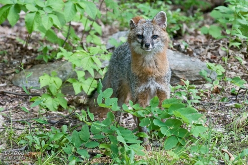 2494 Male Gray Fox