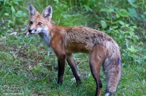 2565 Red Fox