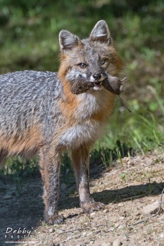 4358b Gray Fox with Vole