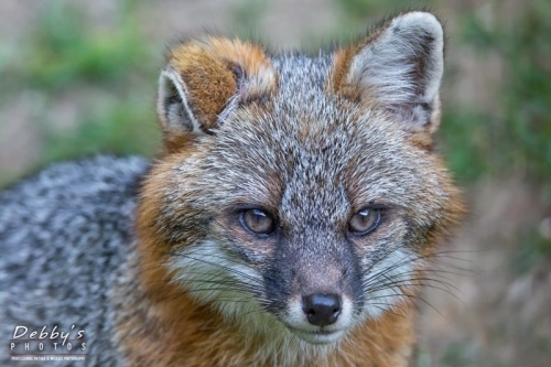 4363 Male Gray Fox