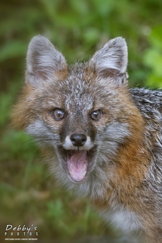 4364 Female Gray Fox