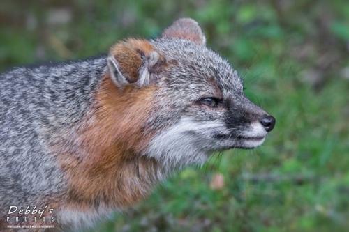 4365 Male Gray Fox