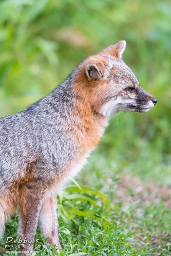 4367 Male Gray Fox